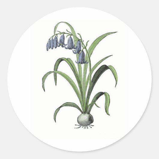 Sticker Rond Bluebell (Devant)