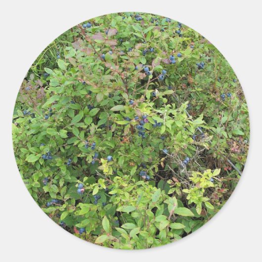 Sticker Rond Blueberry Bush (Devant)