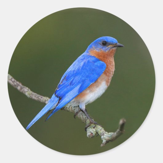 Sticker Rond Bluebird (Devant)