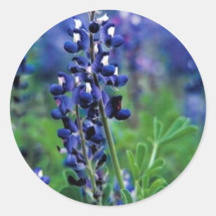 Sticker Rond Bluebonnet de Texas