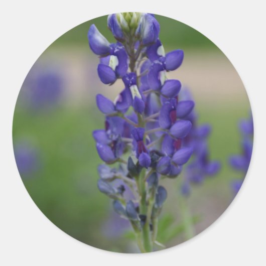 Sticker Rond BlueBonnett (Devant)