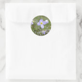 Sticker Rond Bluets - Quaker Ladies (Sac)
