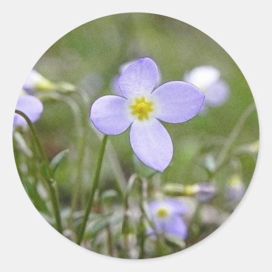 Sticker Rond Bluets - Quaker Ladies (Devant)