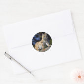 Sticker Rond Bobcat (Enveloppe)