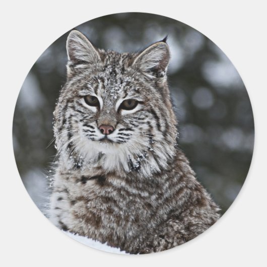 Sticker Rond Bobcat dans la neige (Devant)