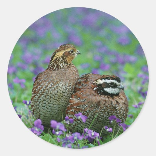 Sticker Rond Bobwhite Quail Photographie (Devant)