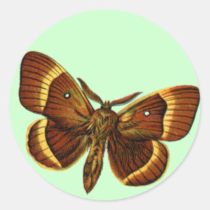 Sticker Rond Bombyx quercus mâle
