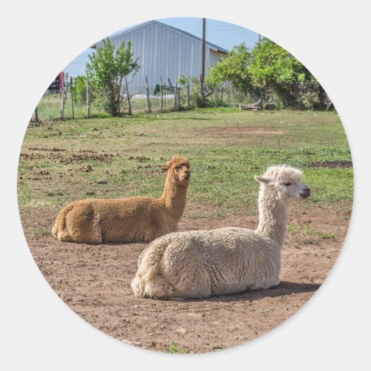 Sticker Rond Bon look Llamas (lama glama) sur Green Grass (Devant)