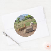 Sticker Rond Bon look Llamas (lama glama) sur Green Grass (Enveloppe)