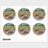 Sticker Rond Bon look Llamas (lama glama) sur Green Grass (Feuille)