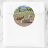 Sticker Rond Bon look Llamas (lama glama) sur Green Grass (Sac)