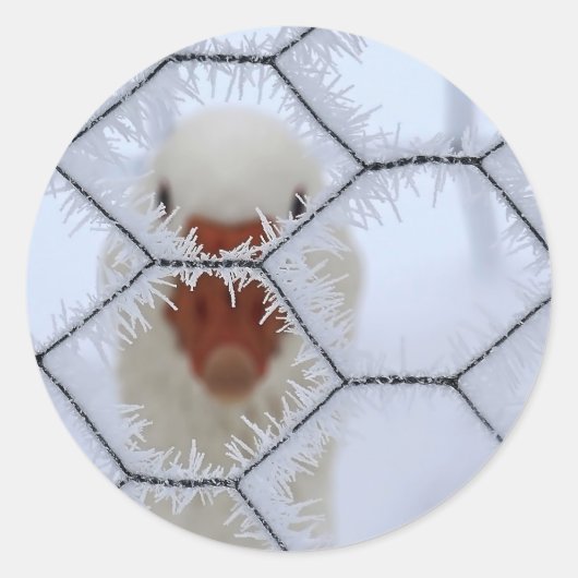 Sticker Rond Bonjour ! Canard derrière la clôture gelée (Devant)