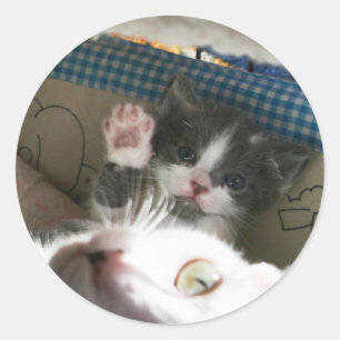 Sticker Rond Bonjour Kitten