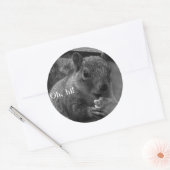Sticker Rond Bonjour, M. Squirrel ! (Enveloppe)
