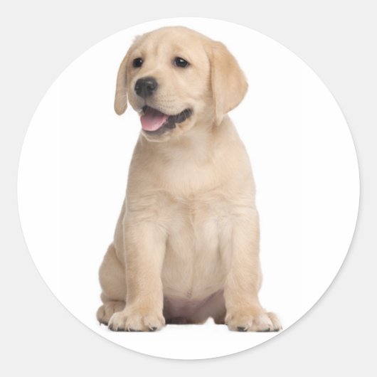 Sticker Rond Bonjour / Salut Labrador Retriever Puppy Doing Sti (Devant)