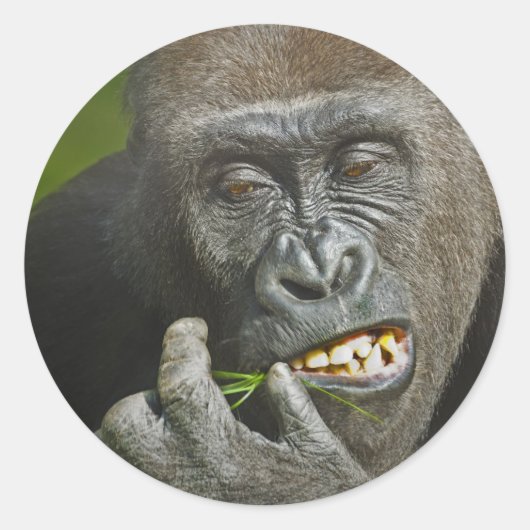 Sticker Rond Bonne année de l'astrologie du singe Gorille (Devant)