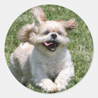 Sticker Rond Bonne exécution Shih Tzu