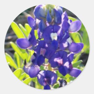 Sticker Rond Bonnet bleu