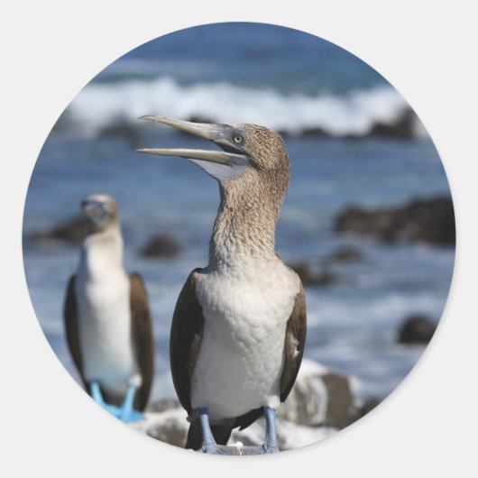 Sticker Rond Boobies à pieds bleus Galapagos (Devant)