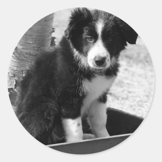 Sticker Rond Border Collie (Devant)