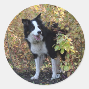 Sticker Rond border collie