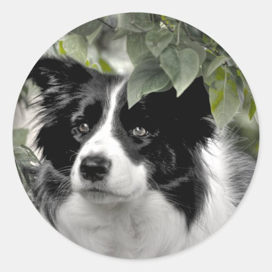 Sticker Rond Border Collie dans les bois verts feuillus (Devant)