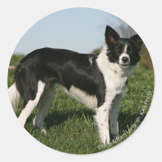 Sticker Rond Bordure Collie Debout (Devant)