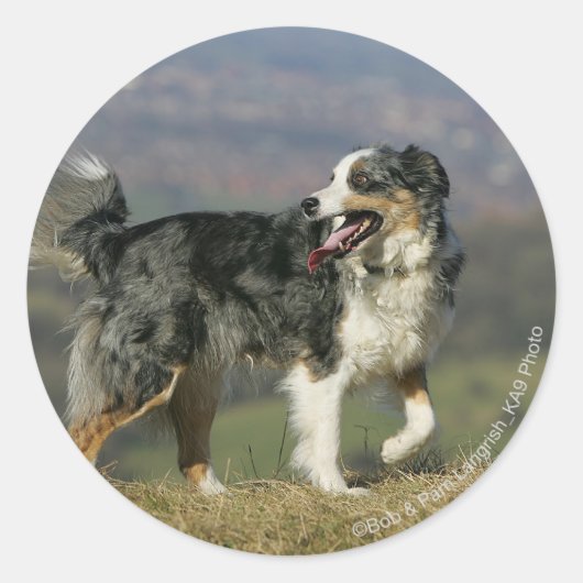 Sticker Rond Bordure Collie Panne 2 (Devant)