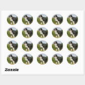 Sticker Rond Bordure Collie Panne debout (Feuille)