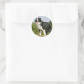 Sticker Rond Bordure Collie Panne debout (Sac)