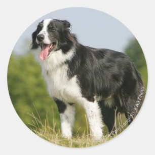 Sticker Rond Bordure Collie Panne debout