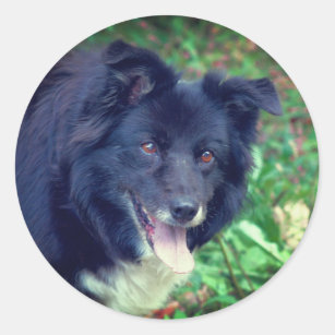 Sticker Rond Bordure Collie souriant chien