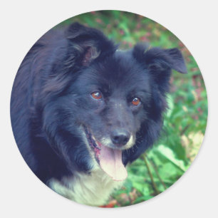 Sticker Rond Bordure Collie souriant chien