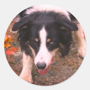 Sticker Rond Bordure Collie Stare Chien