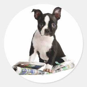 STICKER ROND BOSTON TERRIER