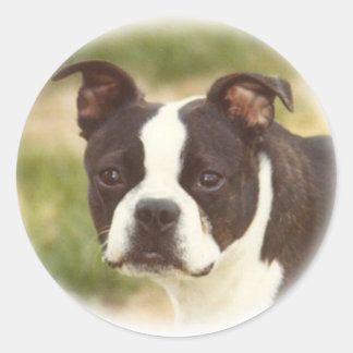 Sticker Rond Boston Terrier : Petite Beauté