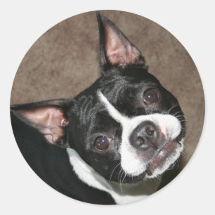 Sticker Rond Boston Terrier : Visage lumineux