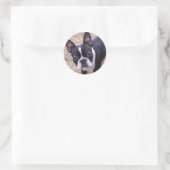 Sticker Rond bostonterrier (Sac)