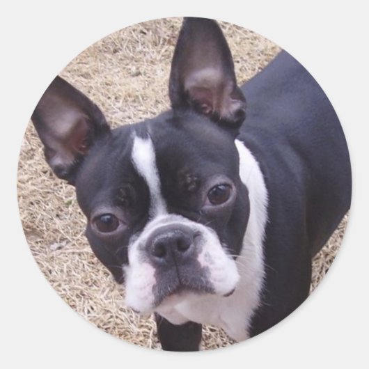 Sticker Rond bostonterrier (Devant)