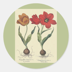 Sticker Rond Botanique Vintage, Fleurs de Tulipes en Fleur et B
