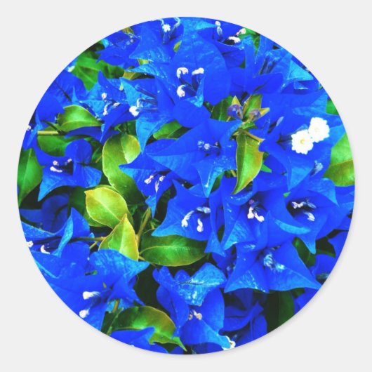 Sticker Rond Bougainvilliers bleus vifs Fleurs (Devant)