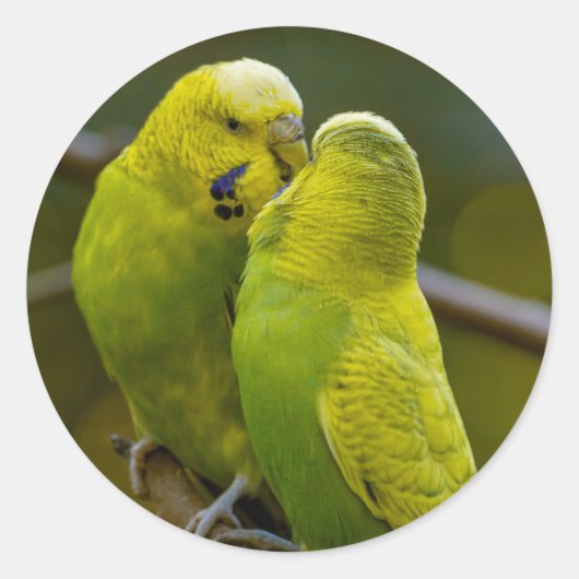 Sticker Rond Bouleau jaune vert mignon sur une branche d'arbre (Devant)