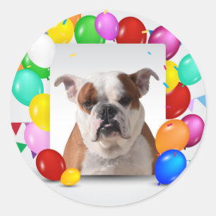 Sticker Rond Bouledogue avec ballons colorés thème d'anniversai