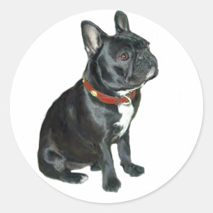Sticker Rond Bouledogue Français - Noir avec collier rouge