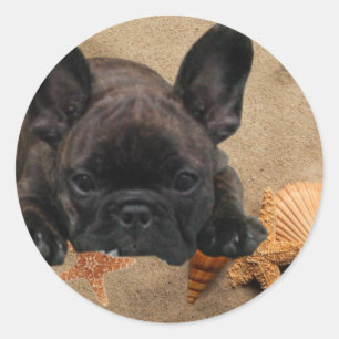 Sticker Rond Bouledogue français sur la plage Bouledogue frança