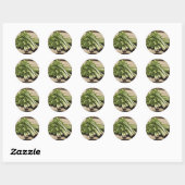 Sticker Rond Bouquet de céleri frais sur bois (Feuille)