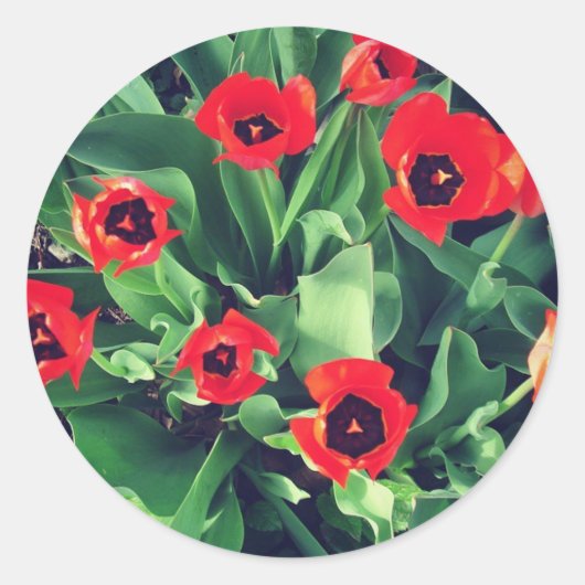 Sticker Rond Bouquet de tulipes dans le jardin (Devant)