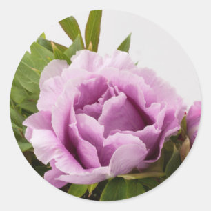Sticker Rond Bouquet Peonies violettes