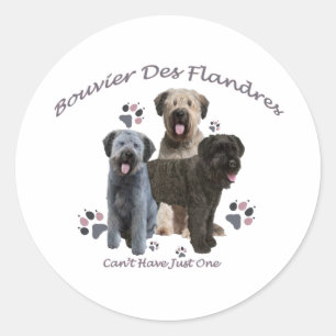 Sticker Rond Bouvier Des Flandres ne peut pas en avoir un seul