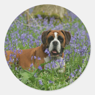 Sticker Rond Boxer Laying in Bluebells